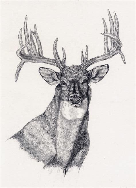 Illinois Whitetail Services Pencil Drawing Gallery