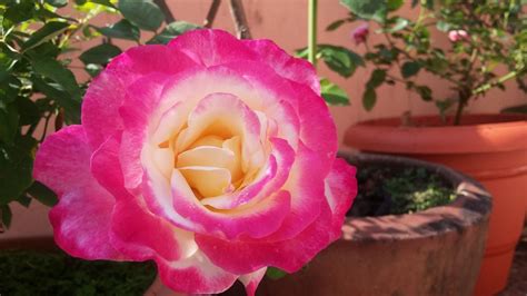 Prestige flowers is voted #1 for next day flower delivery and review florist uk editor's choice. Sweet smelling, fragrant, Bi-color rose | Rose, Flowers ...