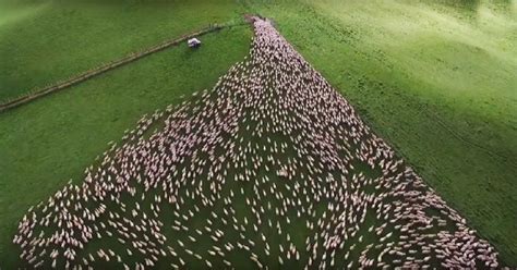 Farmer Uses Drone To Take Mesmerizing Footage Of Border Collies Herding
