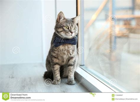 Cute Funny Cat Sitting On Window Sill Stock Image Image