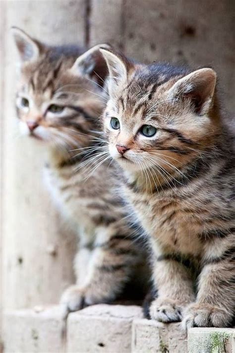 Two Twin Kittens Cute Cats And Kittens Kittens Cutest Cool Cats Tabby Kittens Pretty Cats