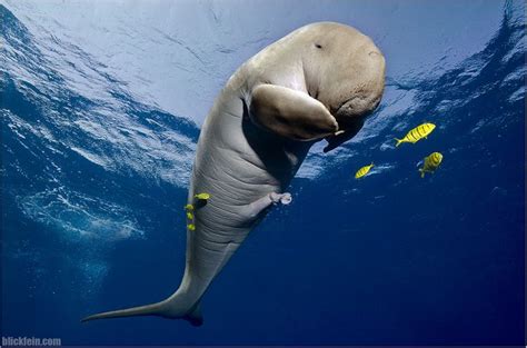 Dugong Dugong Underwater Photography Animals