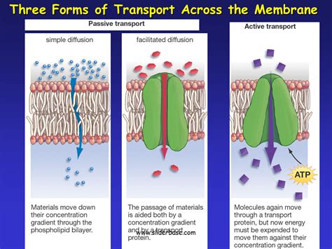 Cell Membrane Transport Proteins Functions Functions And Diagram