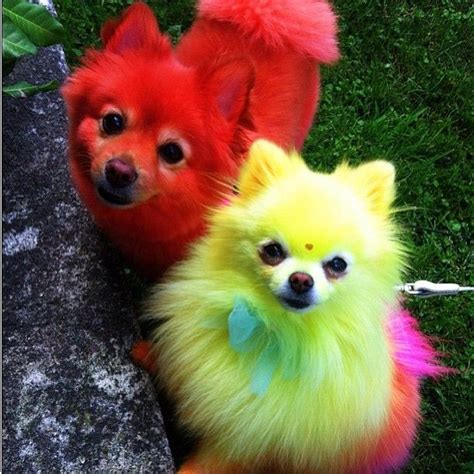Rainbow Pomeranian