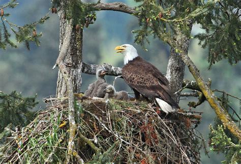 bald eagle and chicks in their nest feederwatch