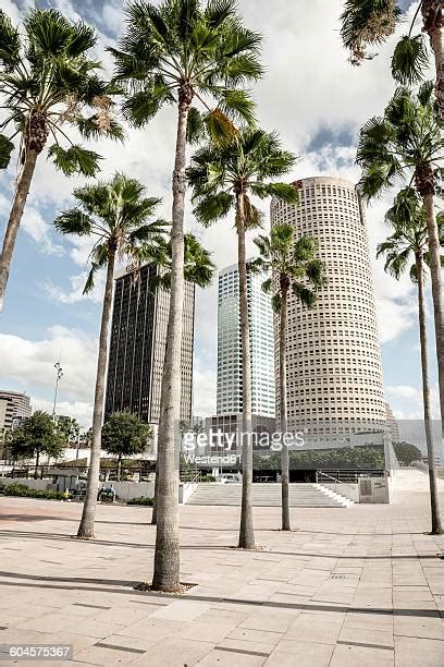 Florida Palm Trees Tampa Photos And Premium High Res Pictures Getty
