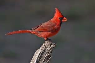 Northern Cardinal Cardinalis Cardinalis Bird