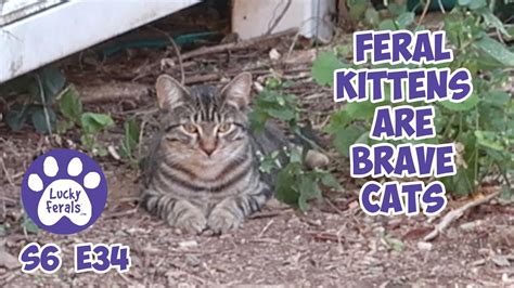 Feral Kittens Are Brave Cats S6 E34 Lucky Ferals Cat Videos Youtube
