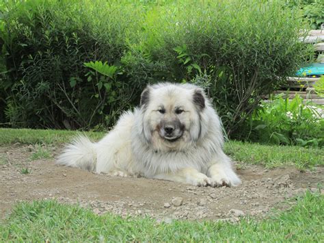A Large White Dog Laying On Top Of A Lush Green Field