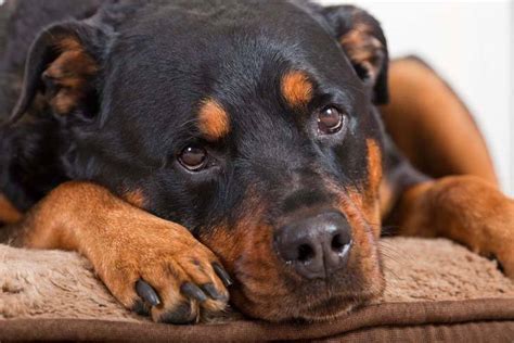 He will like to follow the rules but will have a hard time staying in one place. Female Rottweiler Names Your Gal Pal Will Love