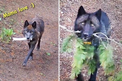 Video Wolves Bring Toys For Hungry Pups To Keep Them Entertained In