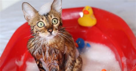 Dlaczego koty nie lubią wody poznaj powód