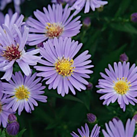 Aster ‘woods Blue Butterfly Gardens To Go