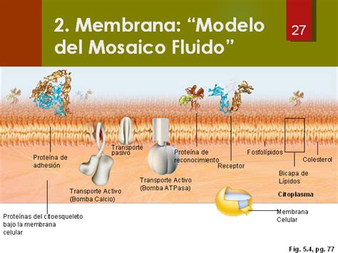 Modelo De Mosaico Fluido De La Membrana Celular Con Sus Partes