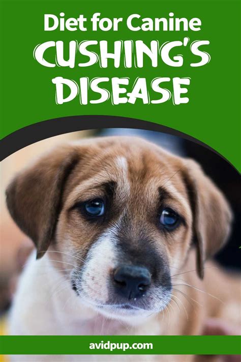 Recommended Diet For Canine Cushings Disease Cushings Disease Dogs