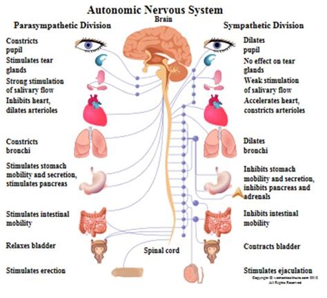 Nervous system sense central brain cord spinal vector human body health nerve poster touch biology cartoon children diagram neurology anatomical anatomy boy cute education flat fun healthcare hear illustration kids male medical medicine mind organ science. Peripheral nervous system function | Nervous System ...