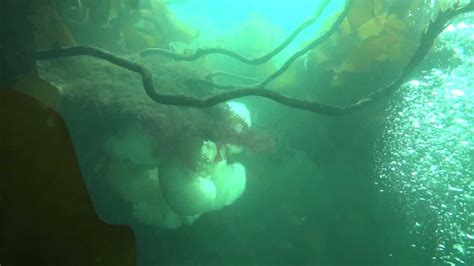12 May 2012 San Juan Islands Diving Kelp Forest Youtube