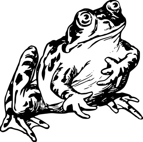 Frog And Toad Clipart Black And White 💖collection Of Toad Png Black