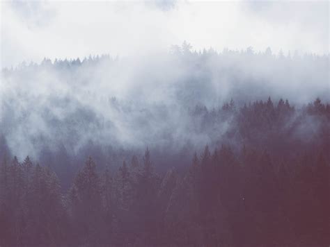 비오는숲 9 Best Free Forest Outdoor Grey And Rainy Photos On Unsplash