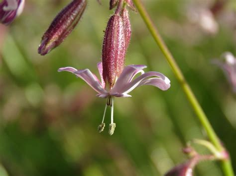 Give flowers by susan premium priority and full business description. Dungeness Bird Observatory : 16th June
