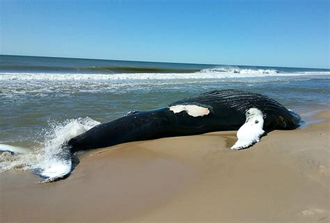 Not only does it provide your car long lasting protection and maintenance, it highly reduces the likelihood of scratches from taking place, of. Dead Humpback Whale Washes Up on Long Island Beach | LongIsland.com