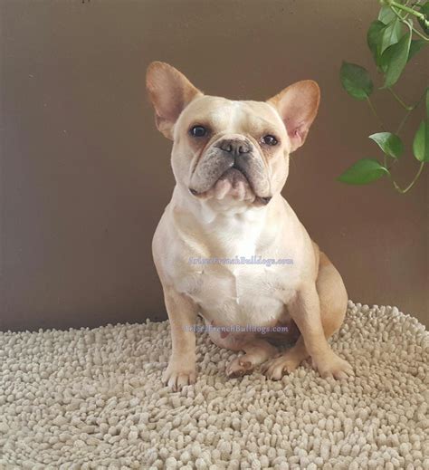 Their solid coat texture that may be golden tan, reddish tan, light tan or cream, gives them an elegant look. French Bulldog Colors - Arlees French Bulldogs