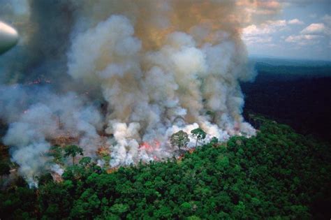 Amazonie Le Poumon Vert De La Planète Est En Feu
