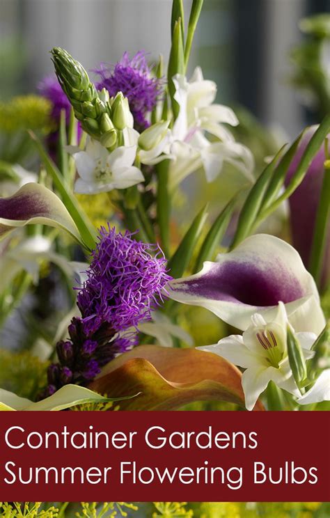 Would you like to have the most beautiful flowers and plants in your garden this summer? Container Gardens: Summer Flowering Bulbs - Florissa ...