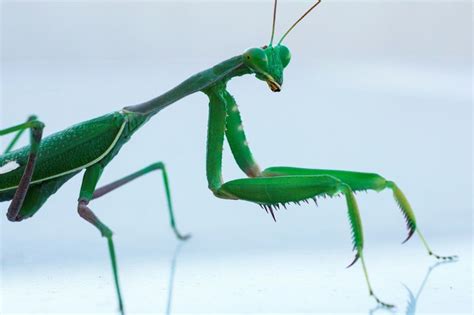 How The Male Mantis Keeps Its Head During Rough Sex Ibtimes
