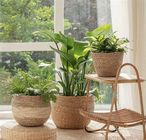 Decorating With Houseplants 15 Indoor Plants Decor Ideas Adria