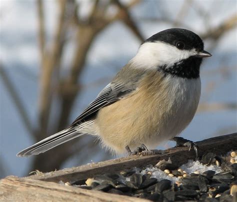 Northern Maine Birds Melanistic Black Capped Chickadees In Aroostook Co