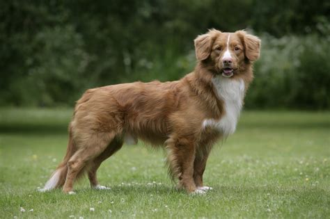With around 950,000 inhabitants, it is one of the least populated. Nova Scotia Duck Tolling Retriever | Native Breed.org