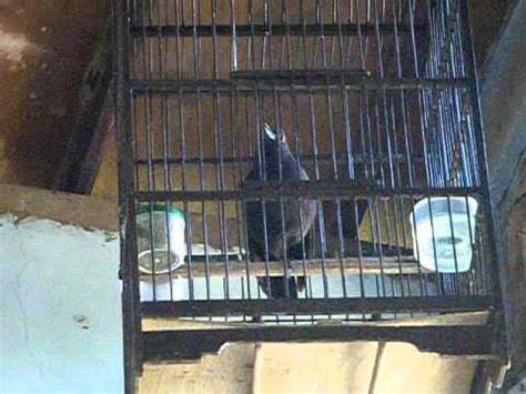 Entah apa yang merasukimu.burung decu wulung gacor (kacer mini ) ini ngamuk kesetanan. Ciung batu besar jinak,sehat,. | Doovi