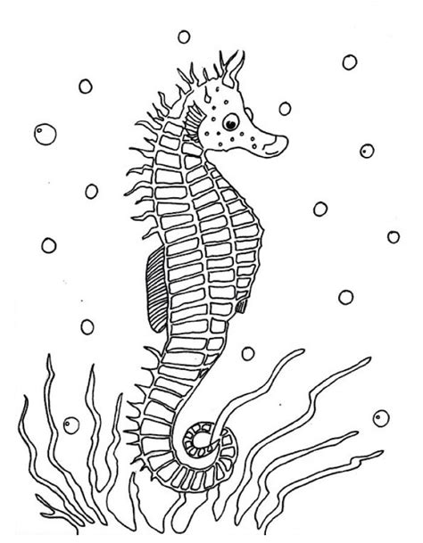 Free Printable Seahorse Coloring Pages For Kids