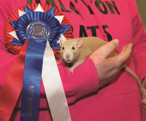 Rat Section Bradford Premier Small Animal Show
