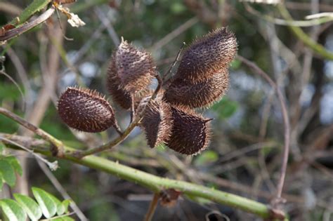 Brown Spiny Seed Pods Clippix Etc Educational Photos For Students