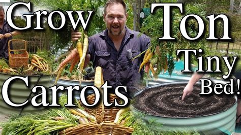 Growing Lots Of Carrots In Small Raised Bed Plus Tips Youtube