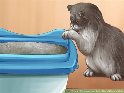 A cat suffering from this type of blood clot may have trouble moving its legs and will experience agonizing pain. How to Diagnose and Treat Blood Clots in Cats: 11 Steps