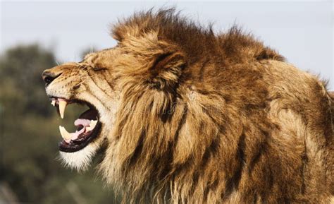 Angry Lion Stock Photo Image Of Mane Face Nature Angry 41265022