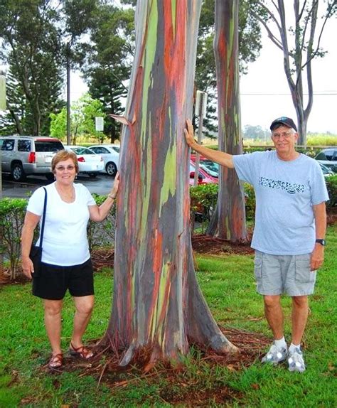 50 Rare Rainbow Eucalyptus Deglupta Tree Seeds Colorful Fast Easy