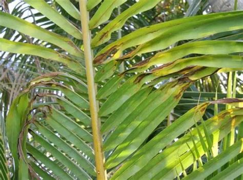 5 Steps To Saving Freeze Damaged Palm Tree