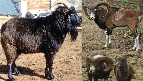 Altai Mountain Goat Breed Everything You Need To Know