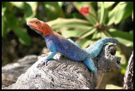 Tiny Lizard I Want To Get On My Foot Chameleon Lizard Blue Lizard