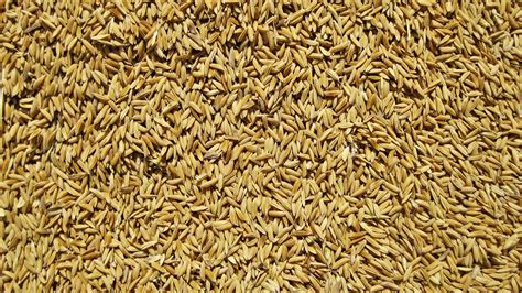 Wild rice is significantly more nutritious than either white or brown rice. Is Brown Rice Really That Much Healthier Than White Rice ...