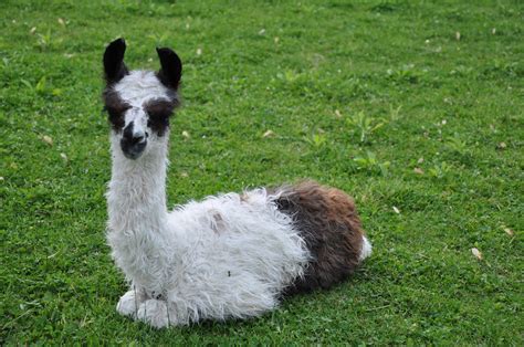 Autumn Hill Llamas And Fiber Shearing A Llama Karas 1st Haircut