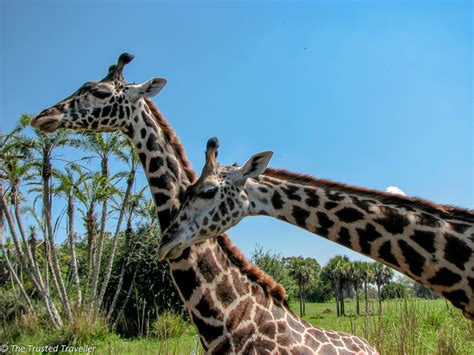Giraffe On Safari At Disneys Animal Kingdom Guide To The Orlando