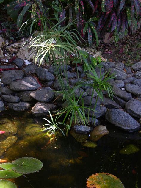 They have received little attention and no supplemetal water for the past year after she had at heart attack. Garden Plants Tobago: Umbrella Papyrus (umbrella palm ...