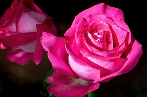 Premium Photo Beautiful Single Pink Rose On A Dark Background Pink
