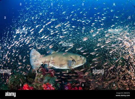 Giant Pufferfish Surrounded By Tropical Fish On A Coral Reef Stock