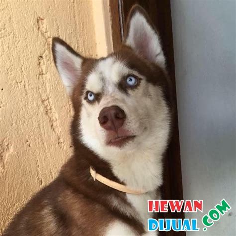 Formulary drug information for this topic. Dijual Anjing Siberian Husky Jantan,coklat Putih,stambum ...